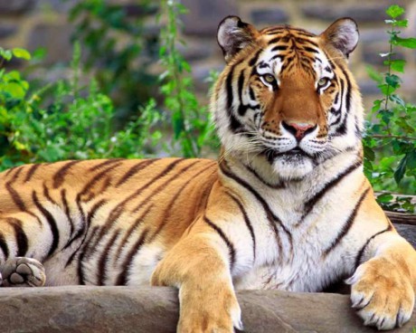 Tigr Tigr